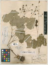 Thalictrum pringlei image