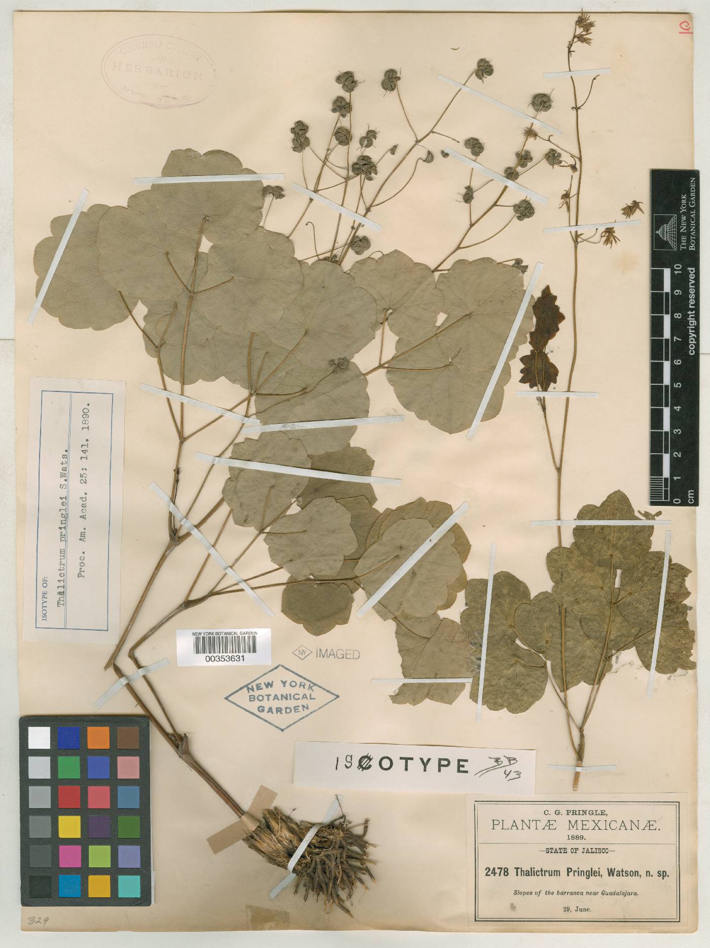 Thalictrum pringlei image