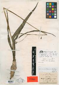 Echeandia platyphylla image