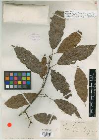 Quercus sartorii image