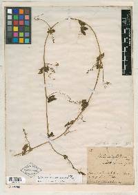 Cyclanthera ribiflora image