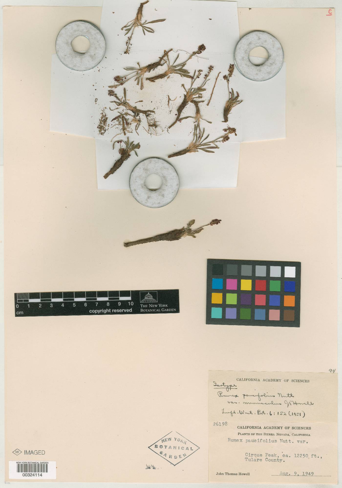 Rumex paucifolius var. minusculus image