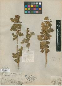 Schmaltzia emoryi image