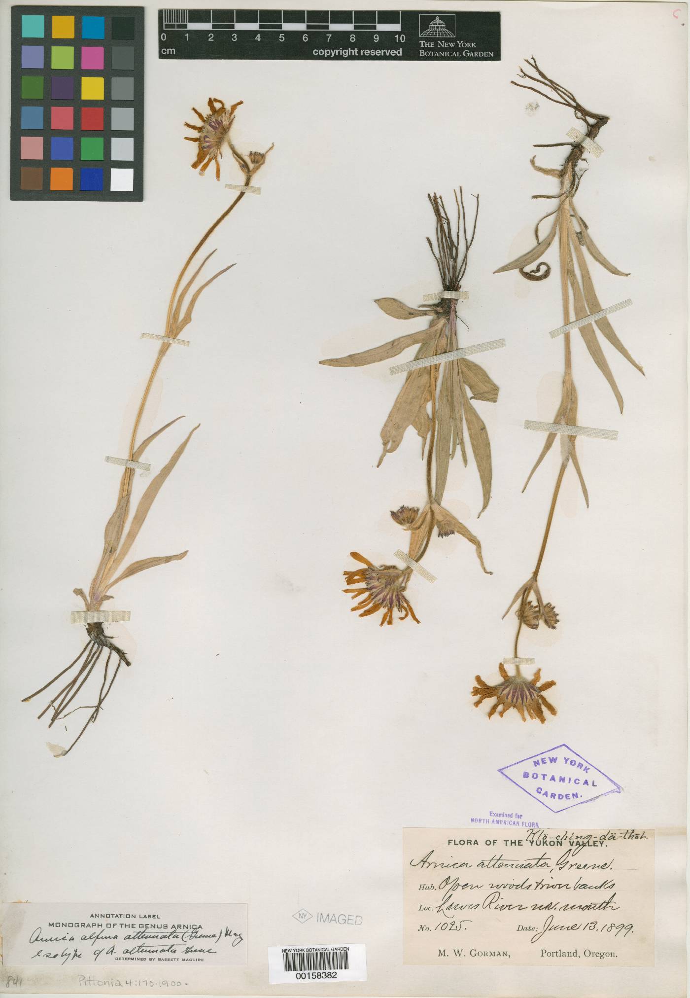 Arnica attenuata image