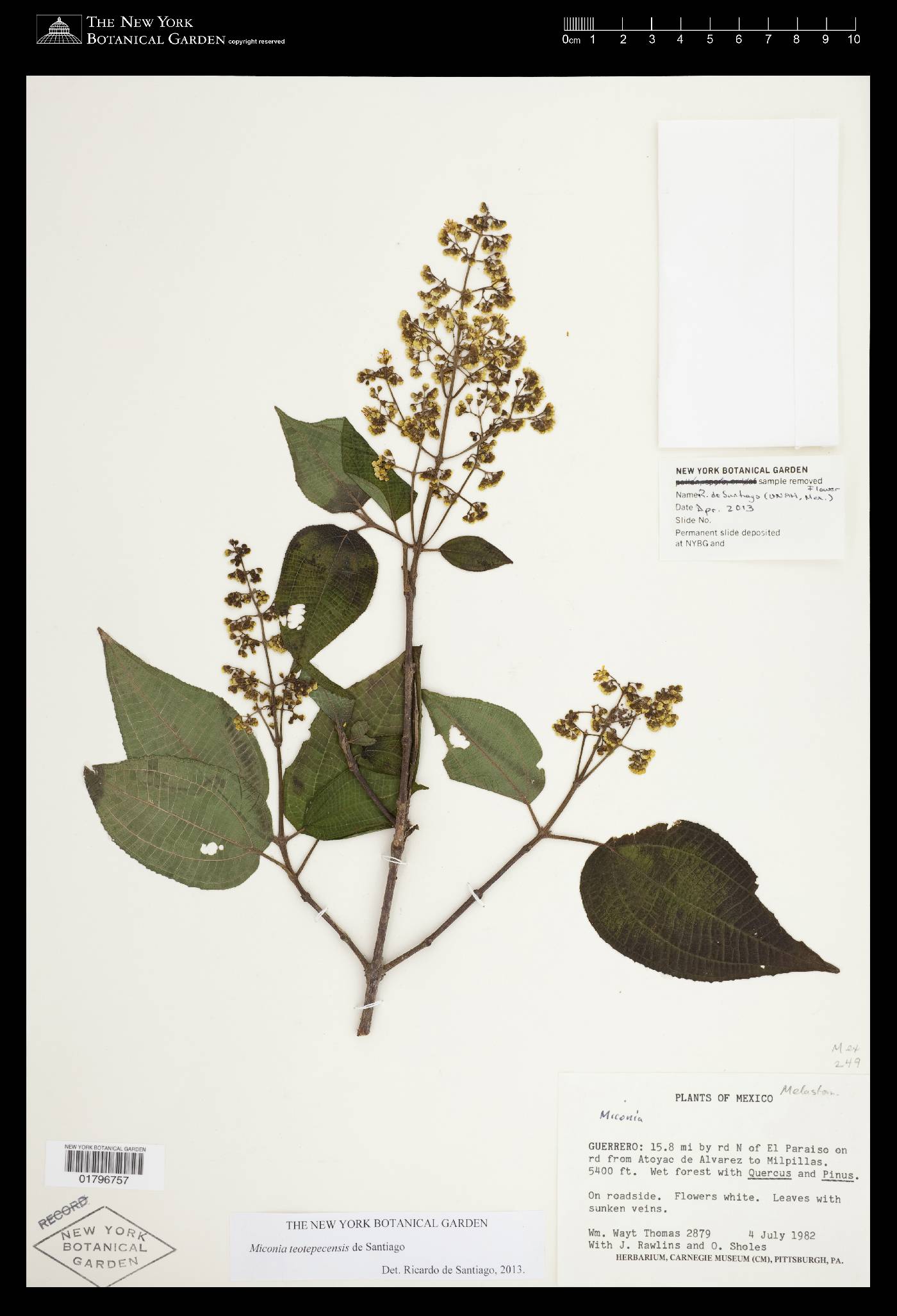 Miconia teotepecensis image