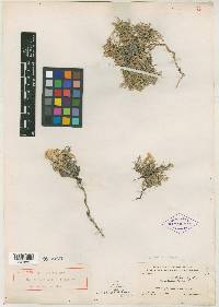 Phlox multiflora image