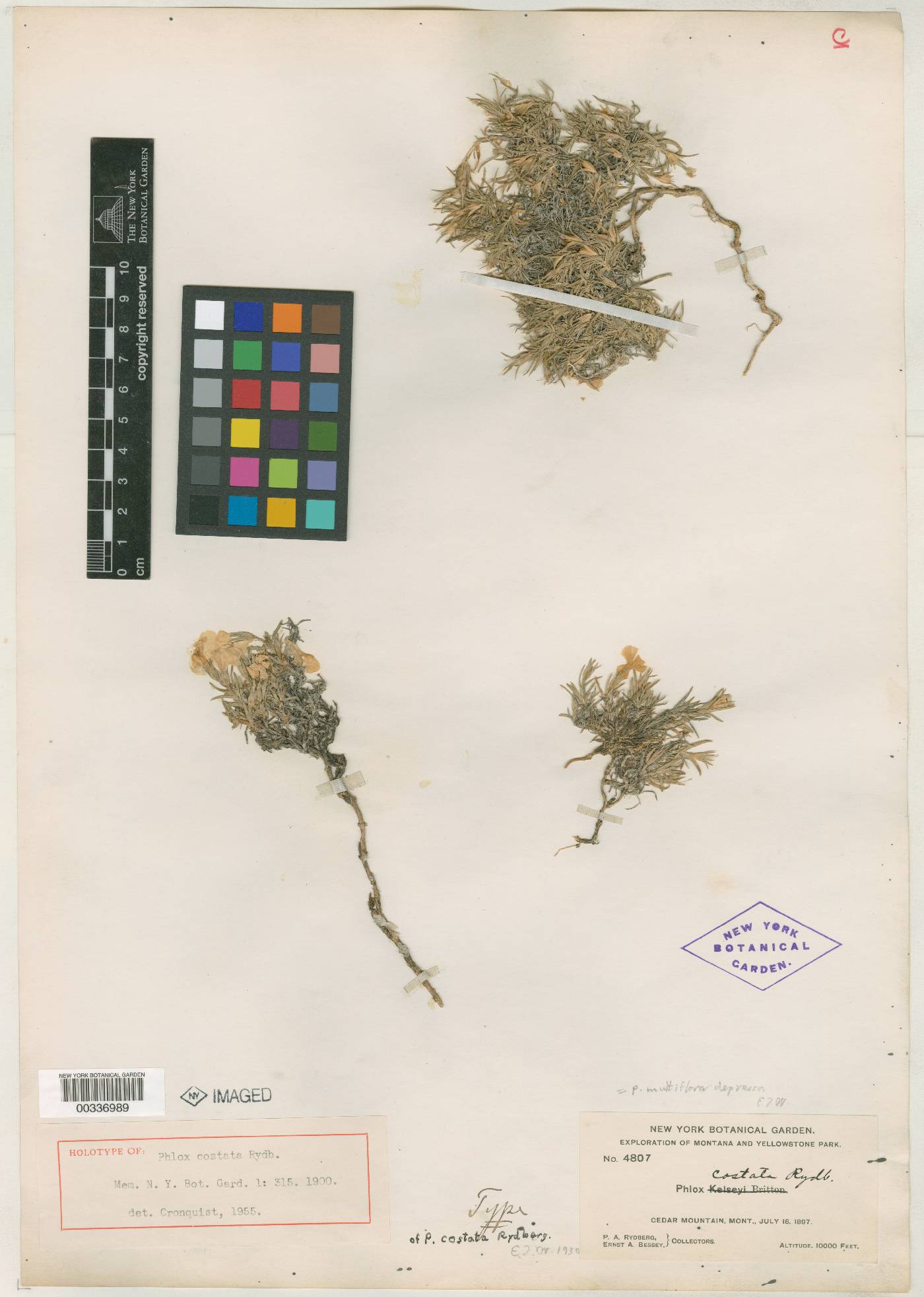 Phlox multiflora subsp. depressa image