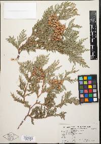 Thuja occidentalis image