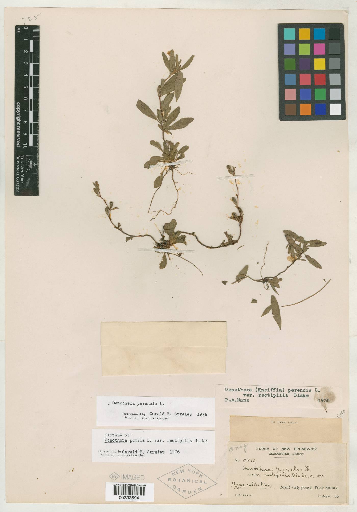Oenothera perennis var. rectipilis image