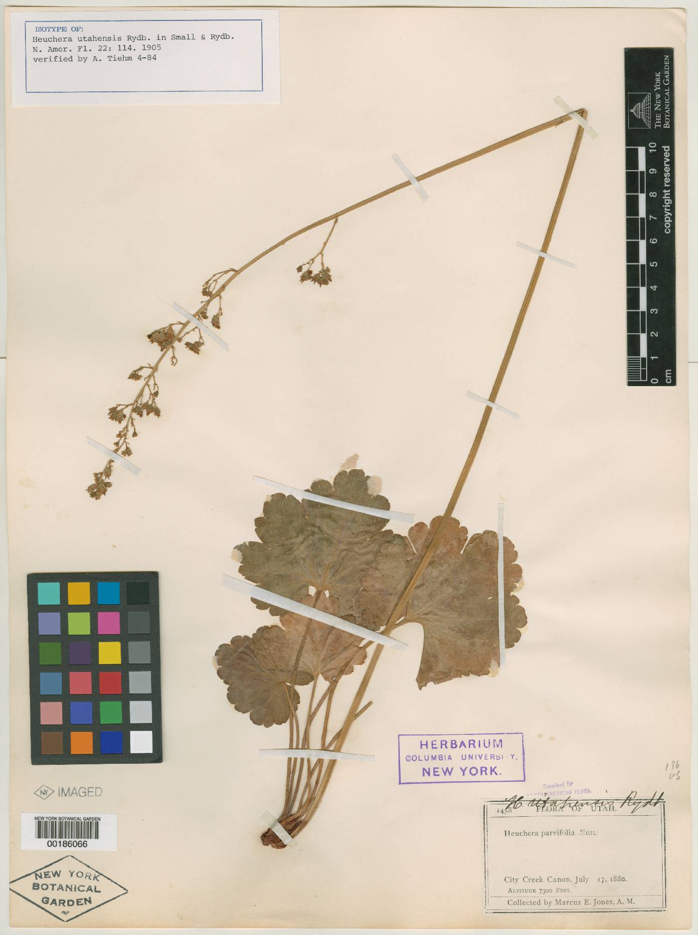 Heuchera utahensis image