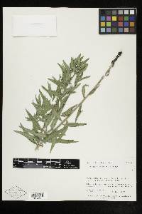 Lithospermum ruderale image