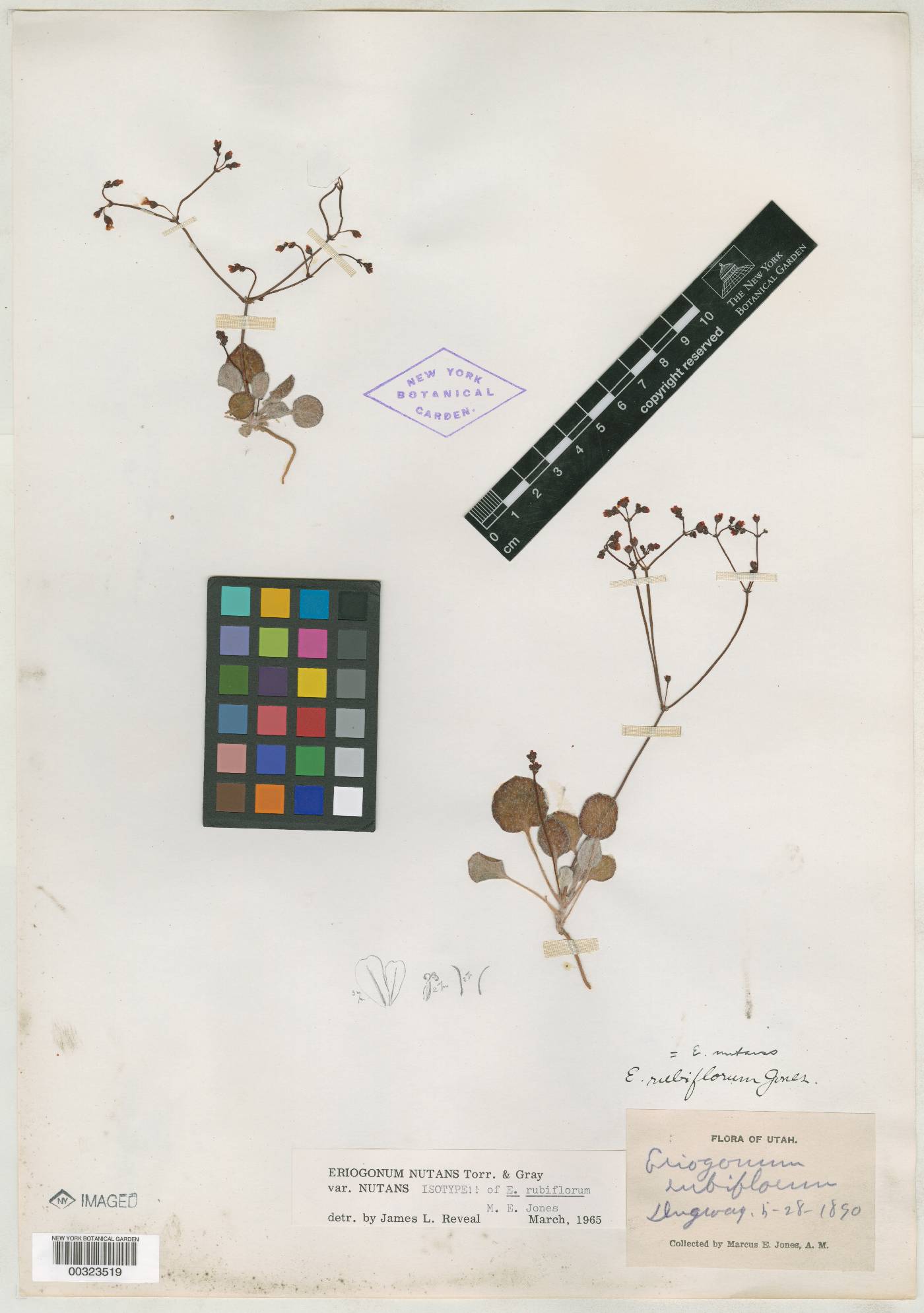 Eriogonum rubiflorum image
