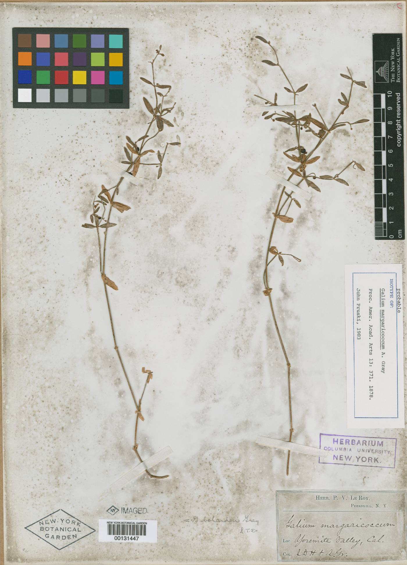 Galium margaricoccum image