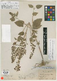 Scutellaria ovata image