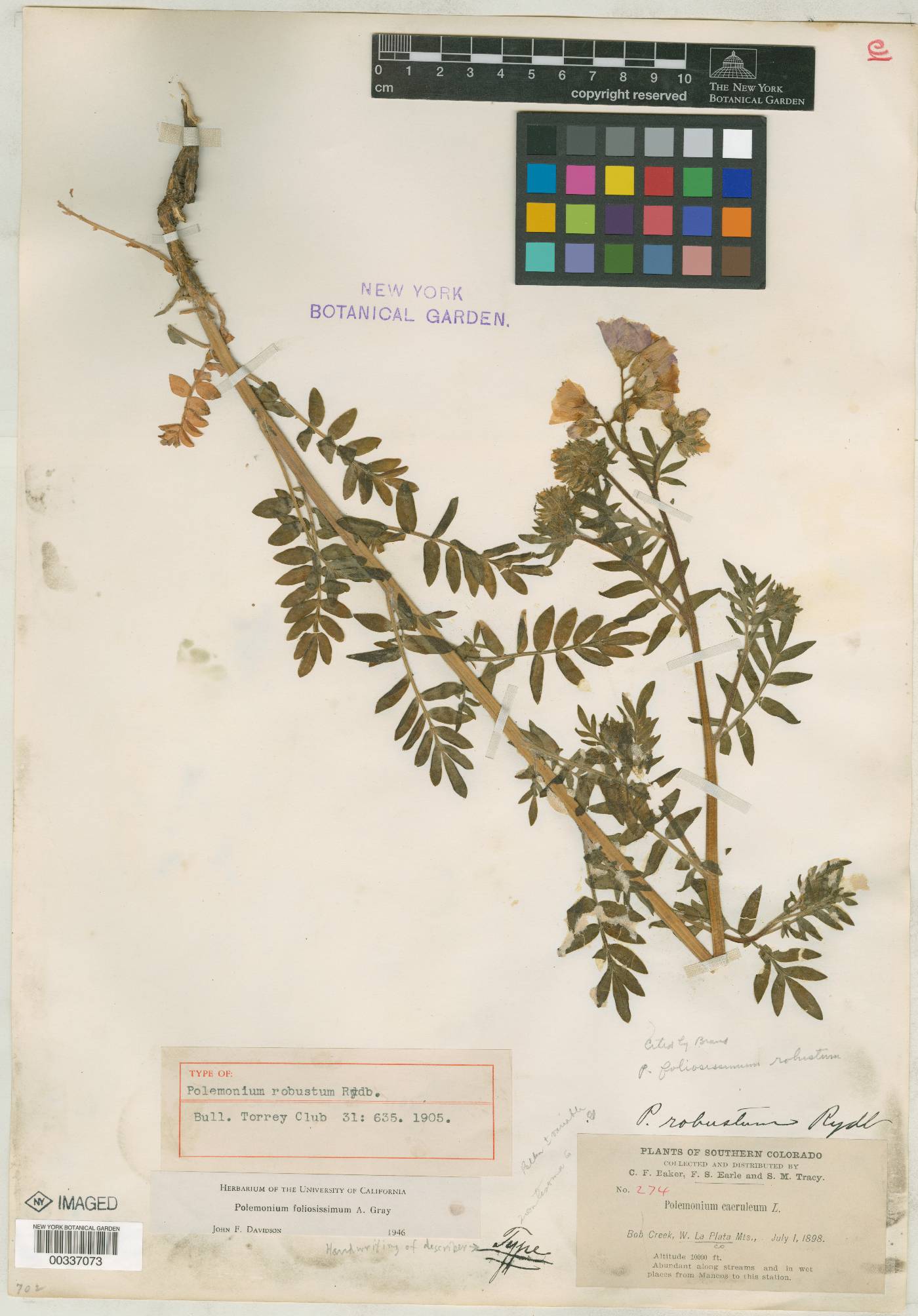 Polemonium robustum image
