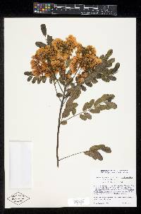 Senna racemosa image