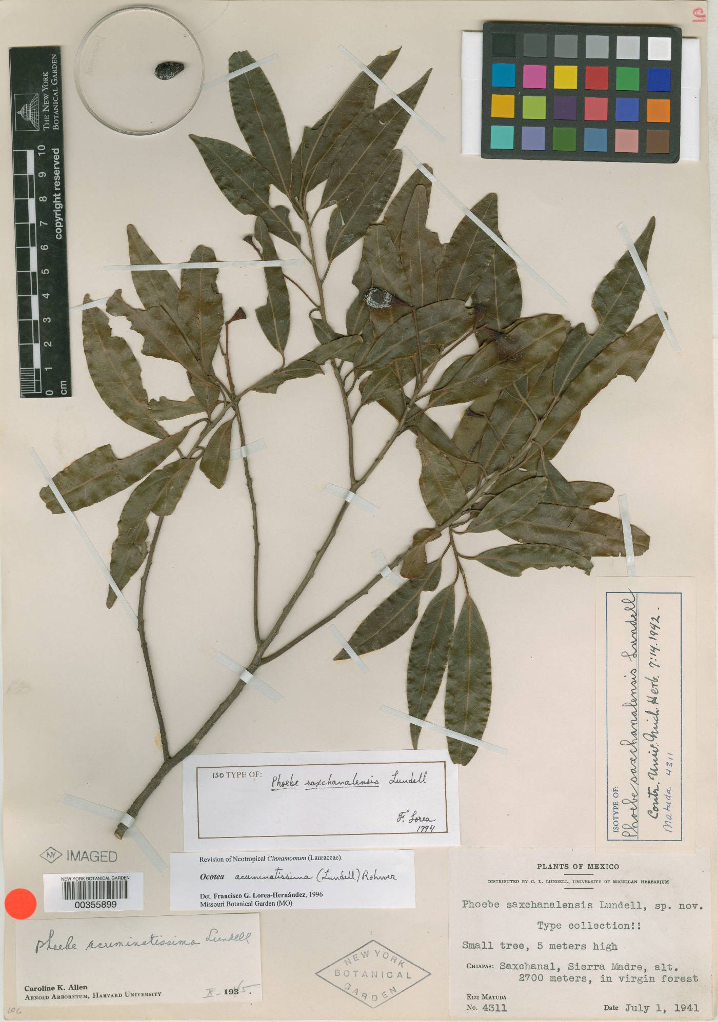 Ocotea acuminatissima image