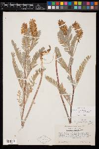 Astragalus pycnostachyus image