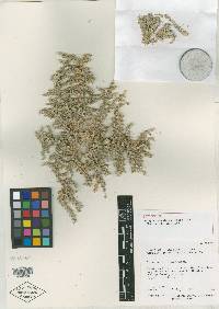 Atriplex persistens image