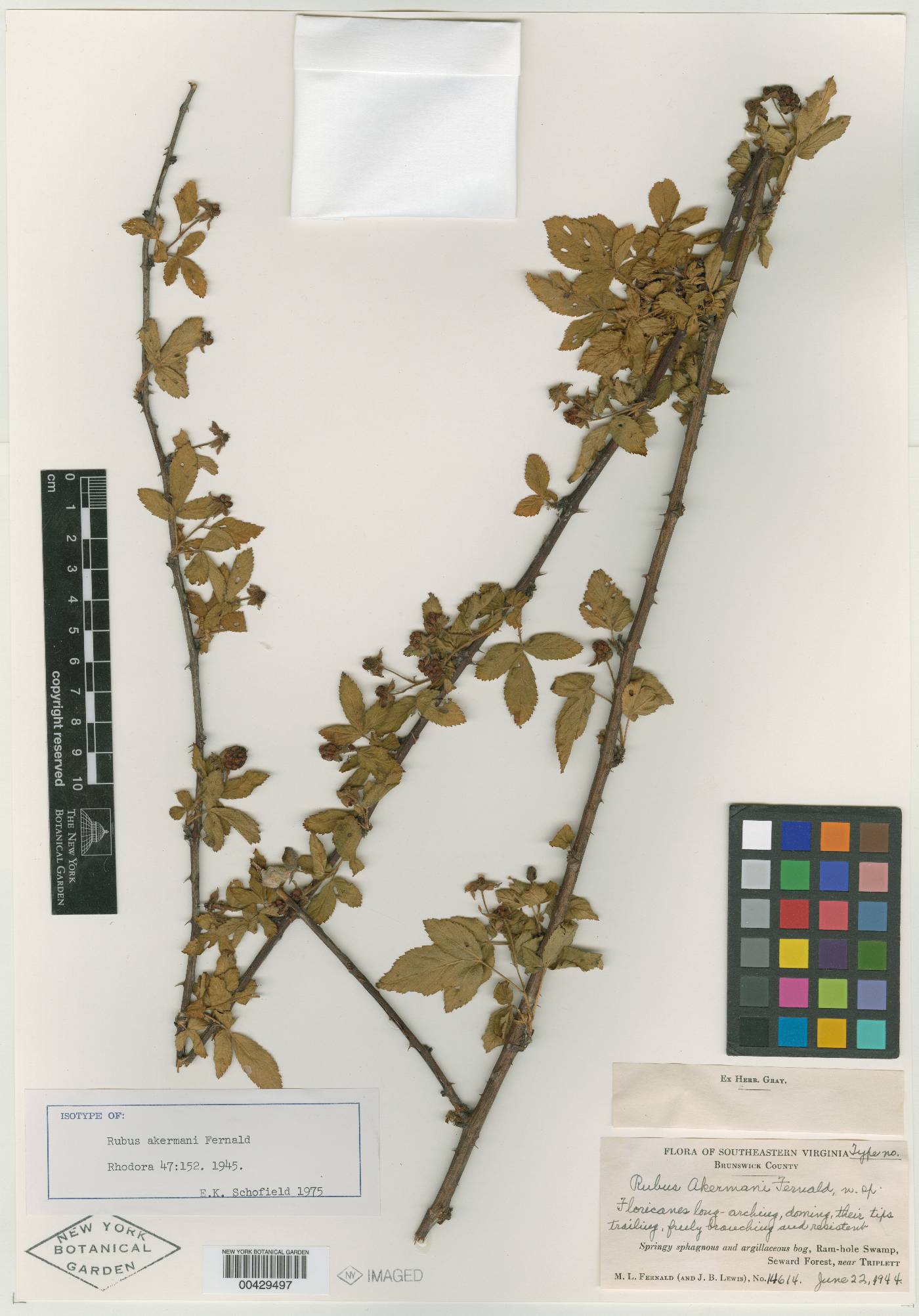 Rubus akermanii image