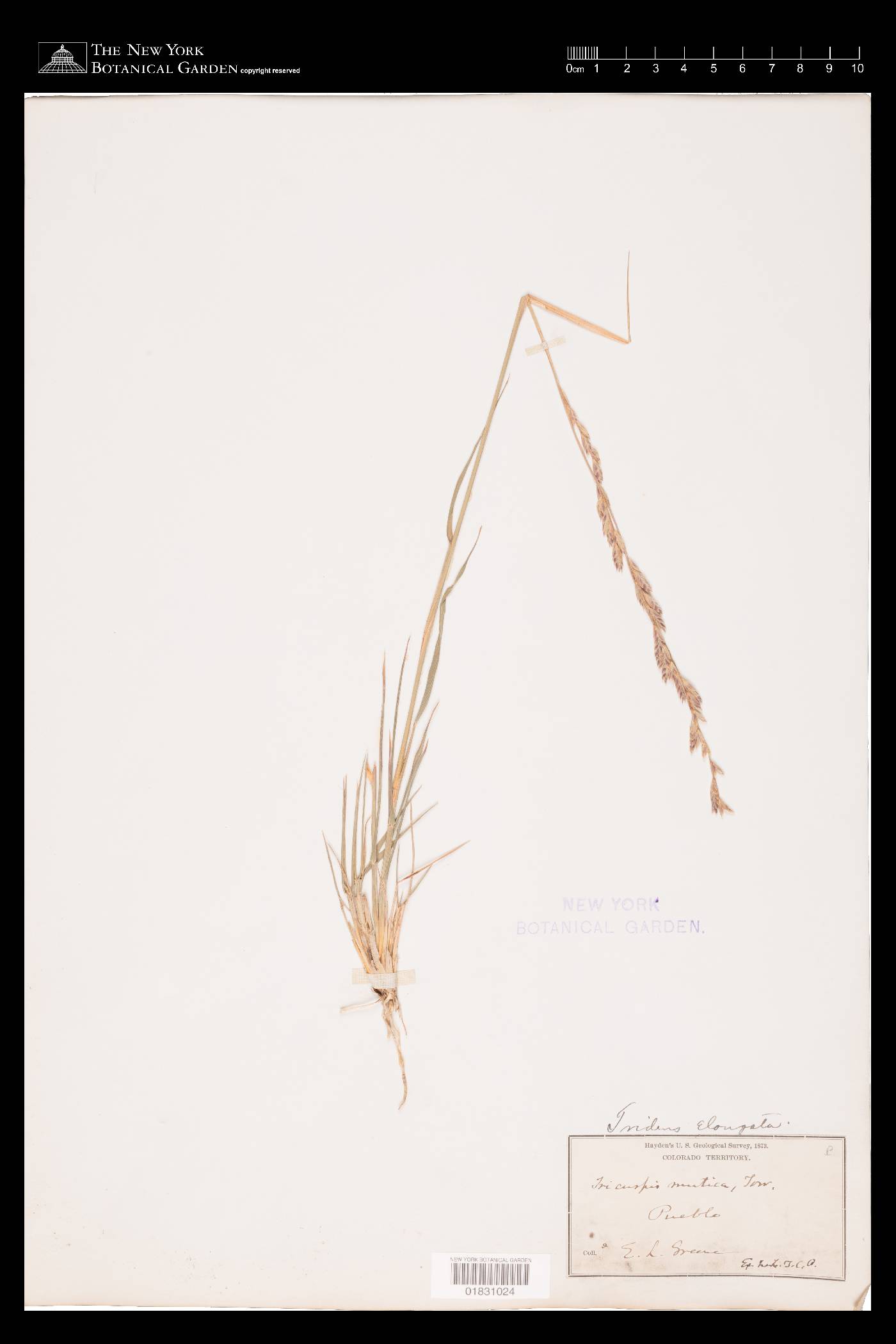 Tridens muticus var. elongatus image