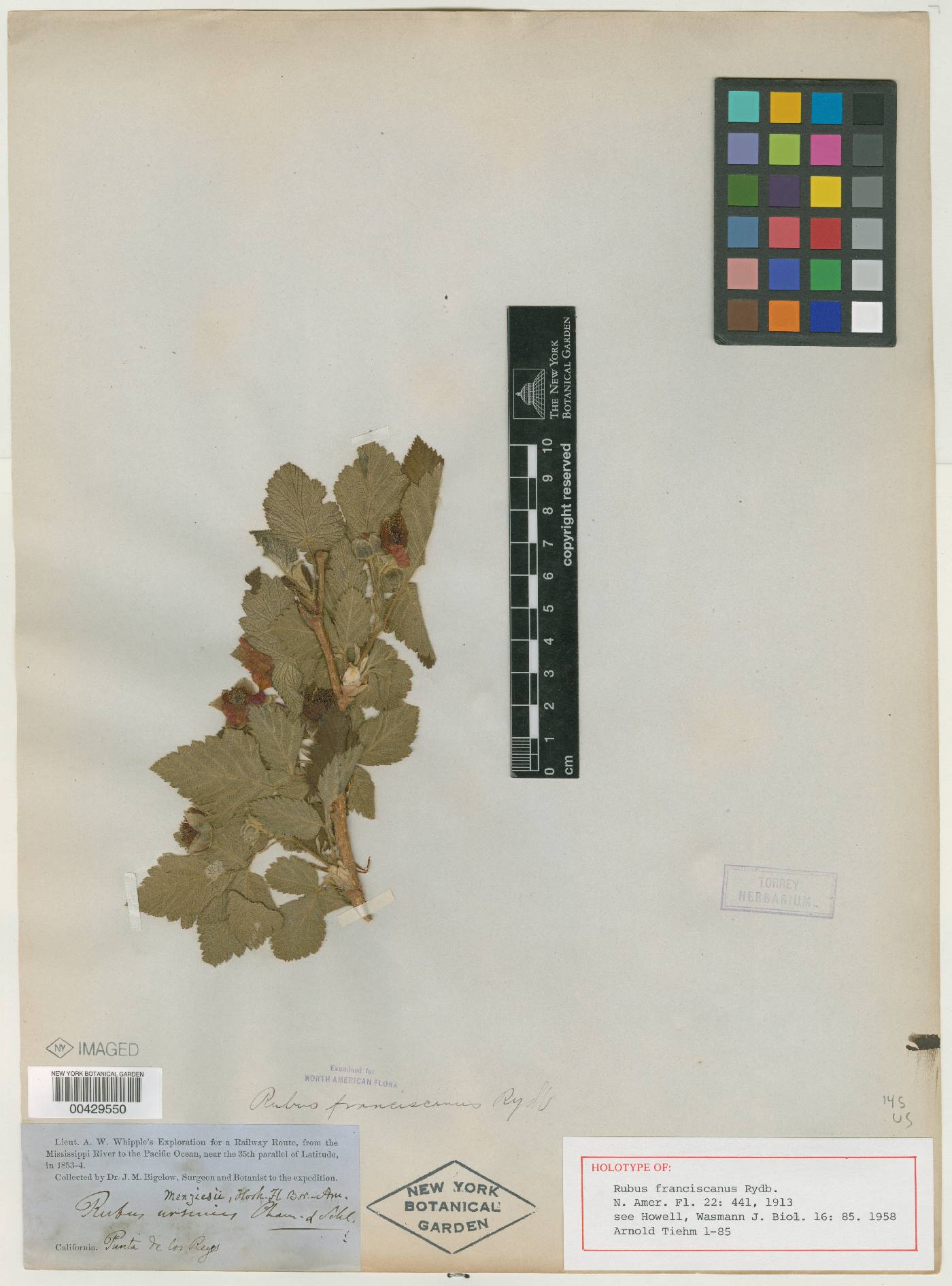 Rubus franciscanus image