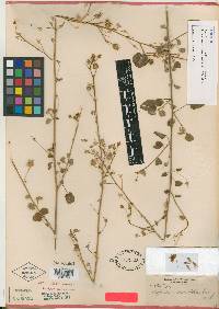 Horsfordia rotundifolia image