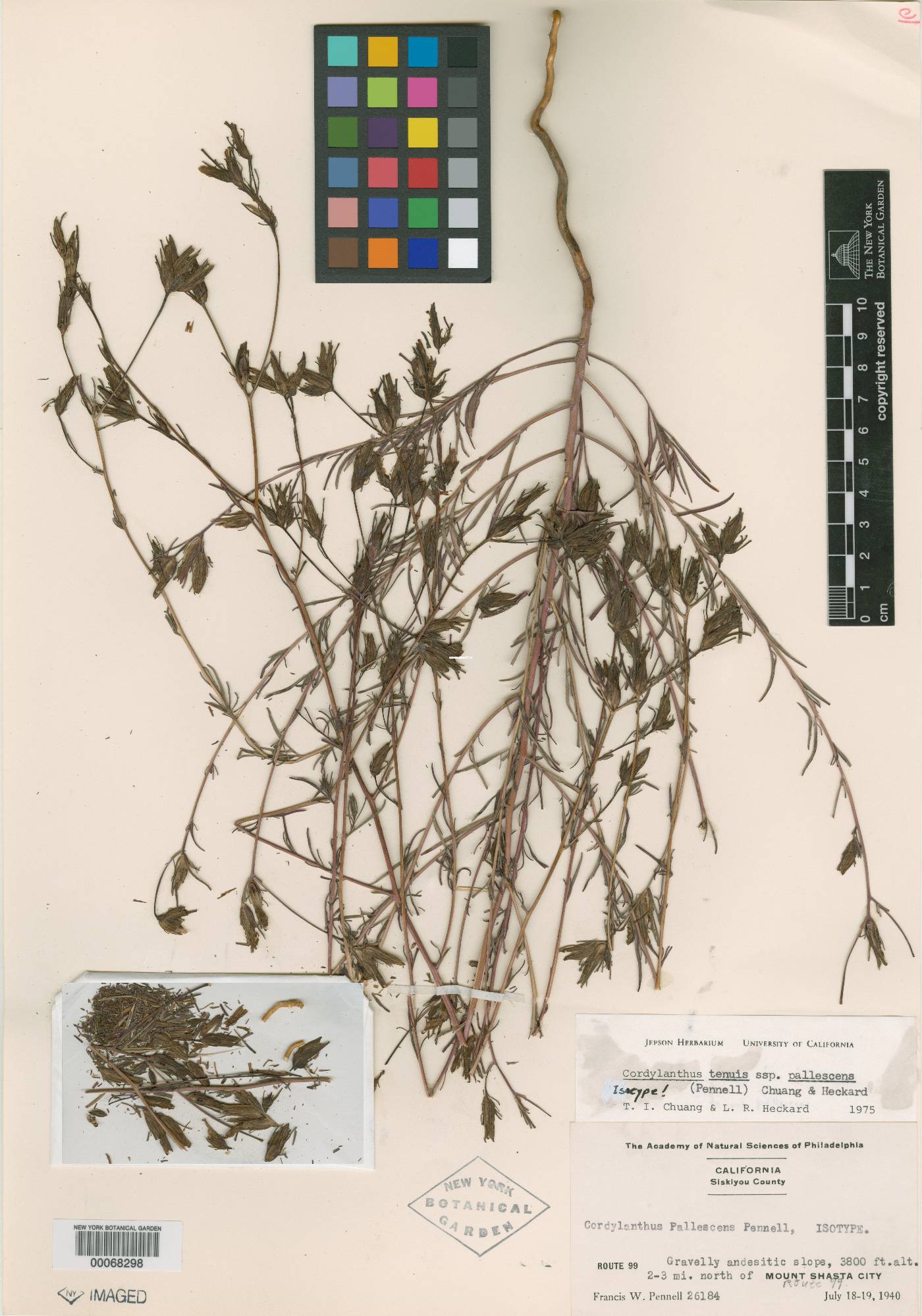 Cordylanthus pallescens image