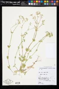 Cerastium brachypodum image