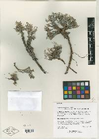 Eriogonum phoeniceum image