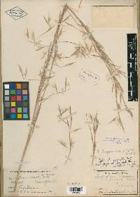 Andropogon virginicus var. glaucus image