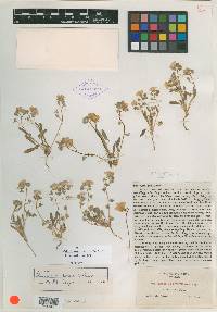 Phacelia pratensis image