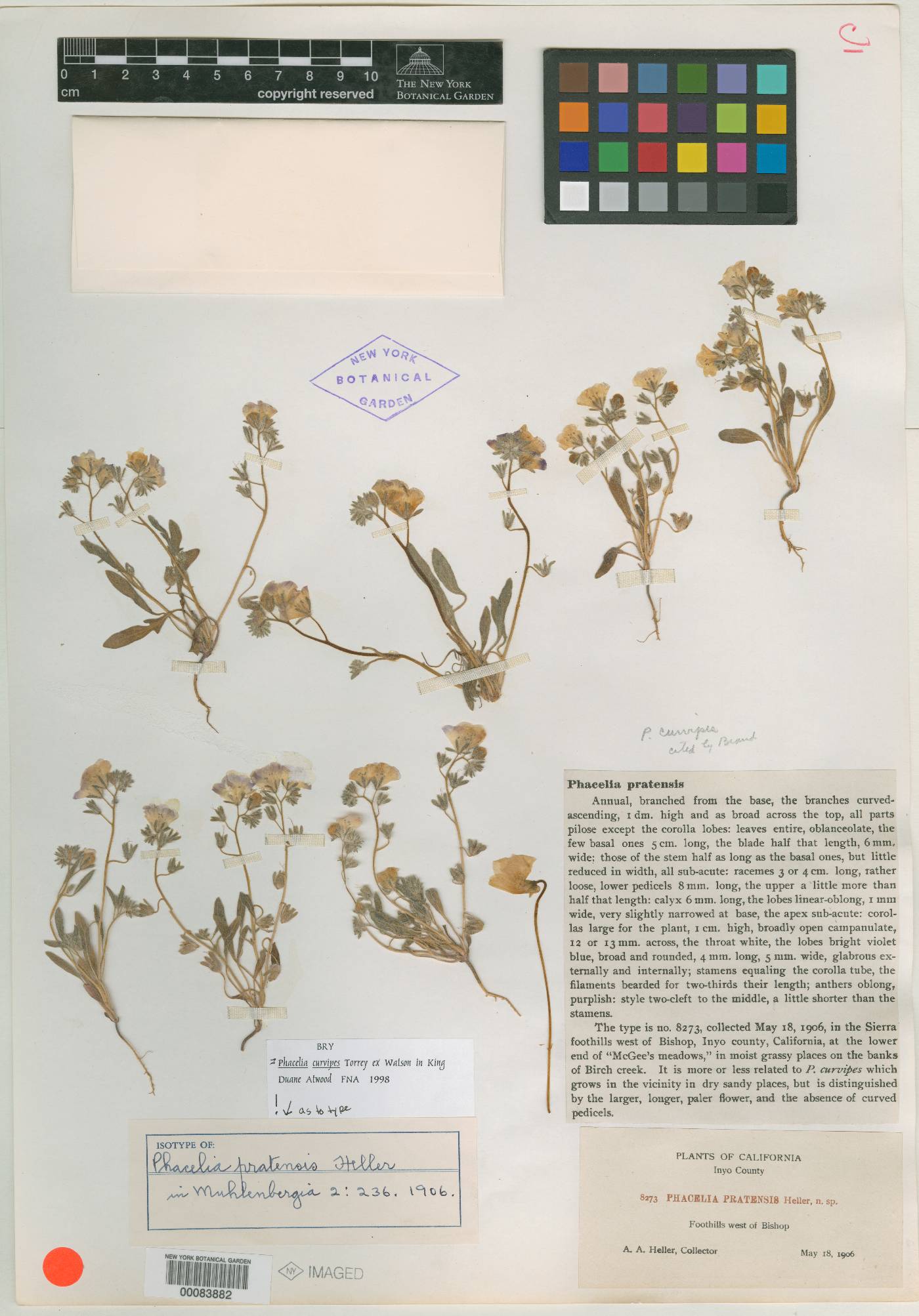 Phacelia pratensis image