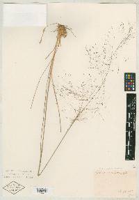 Muhlenbergia expansa image