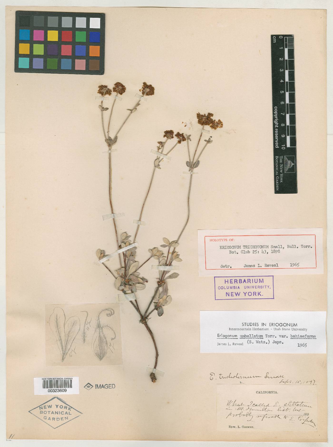 Eriogonum trichotomum image