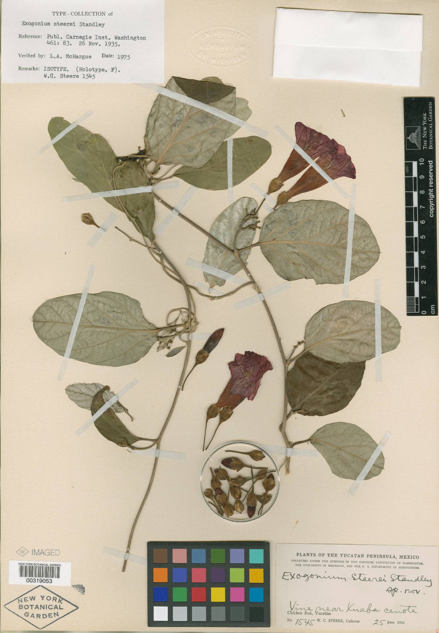 Ipomoea steerei image