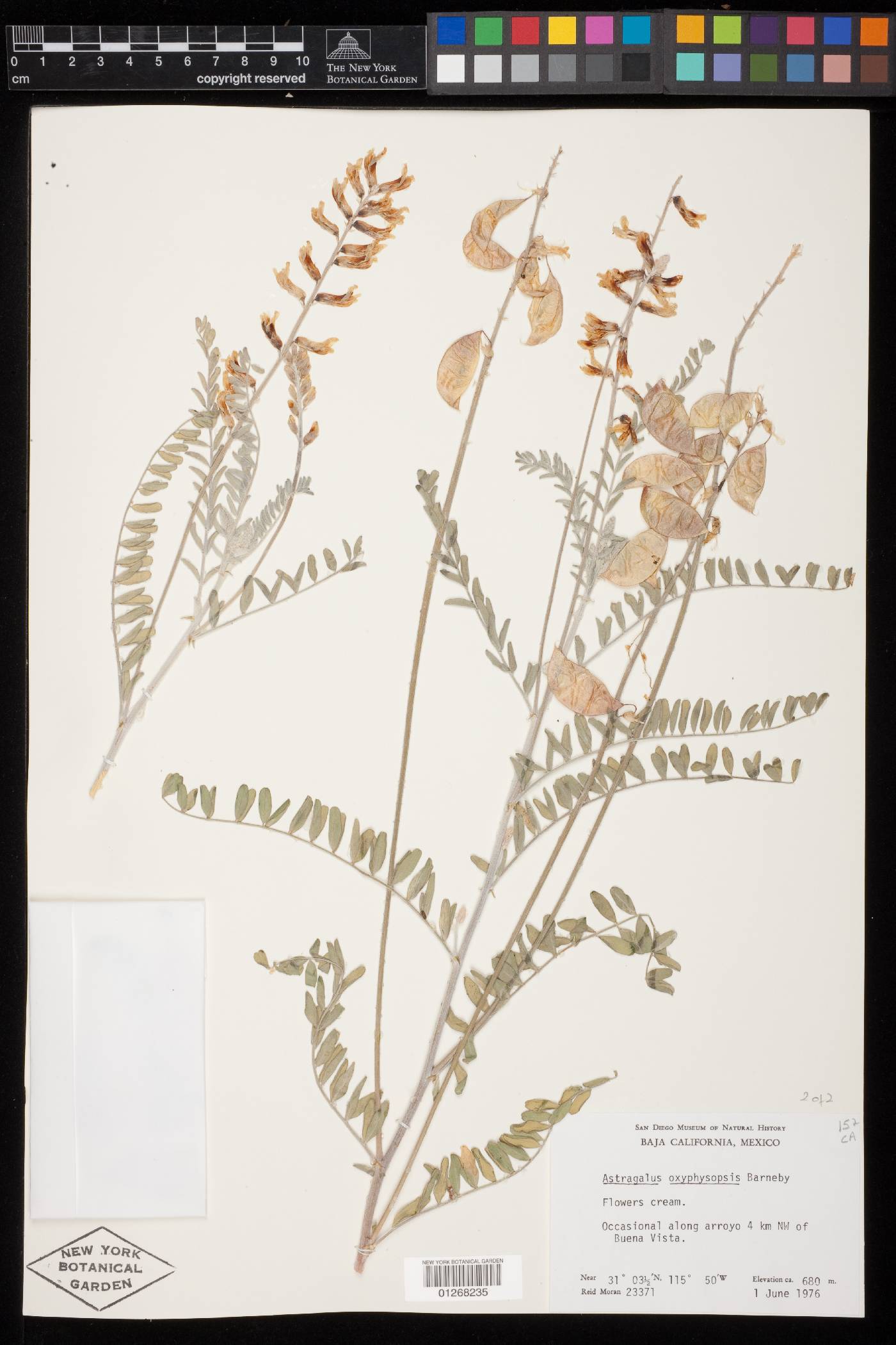 Astragalus oxyphysopsis image