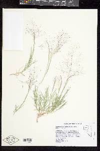 Muhlenbergia asperifolia image