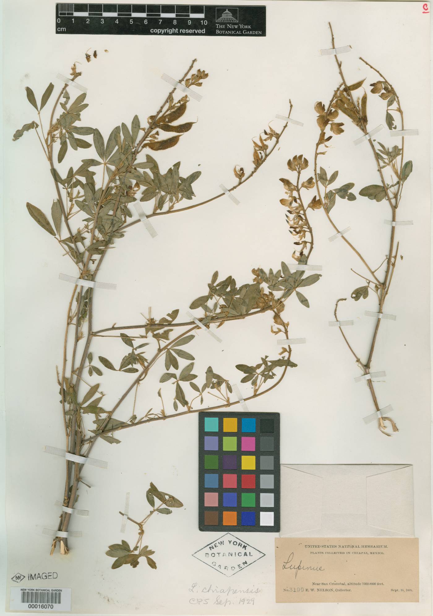 Lupinus chiapensis image