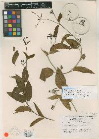 Echites woodsonianus image