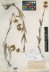 Penstemon washoensis image