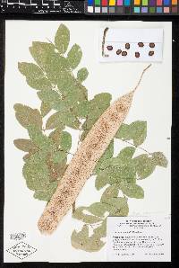 Hesperalbizia occidentalis image