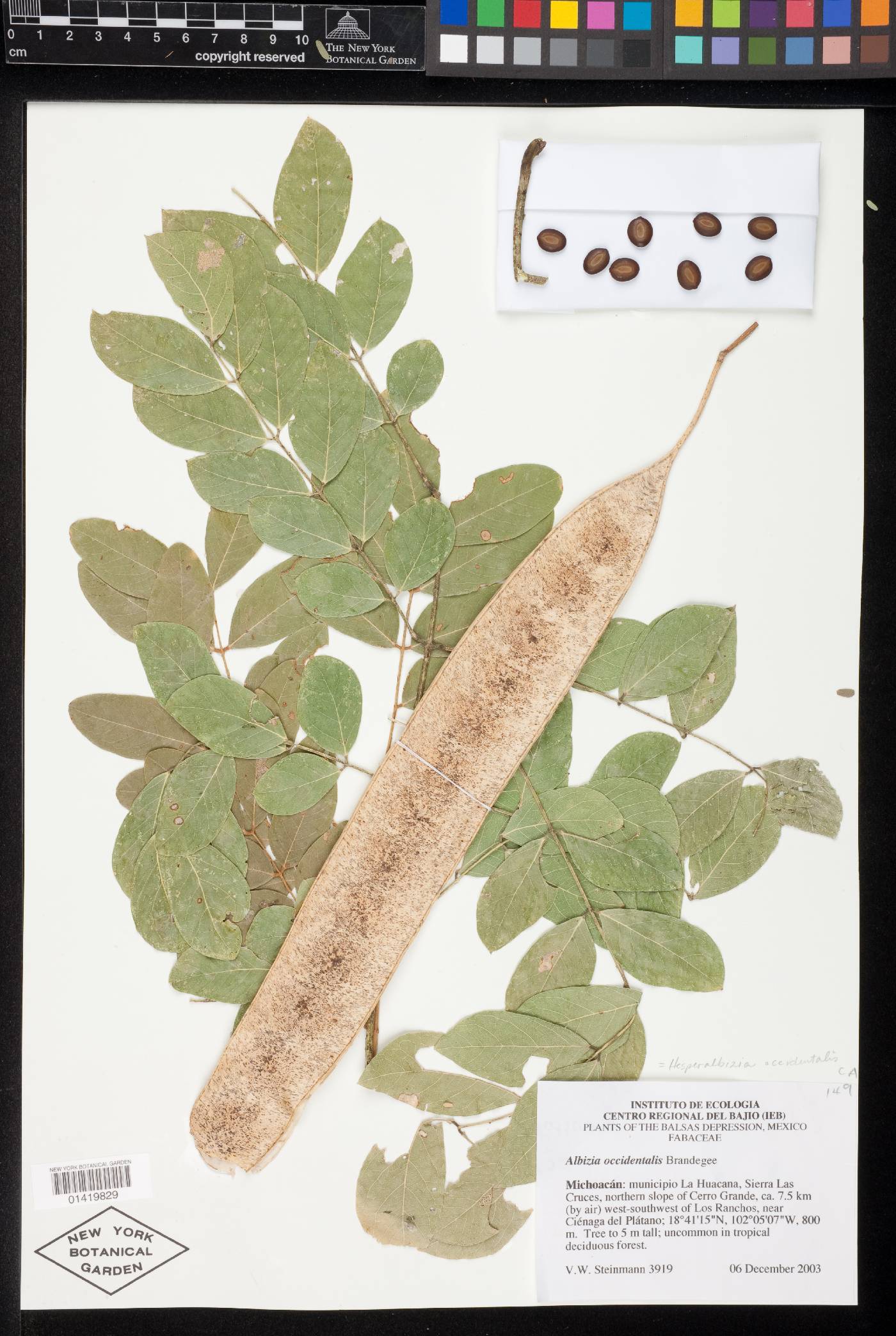 Hesperalbizia occidentalis image