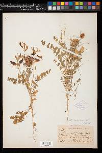 Astragalus crotalariae image