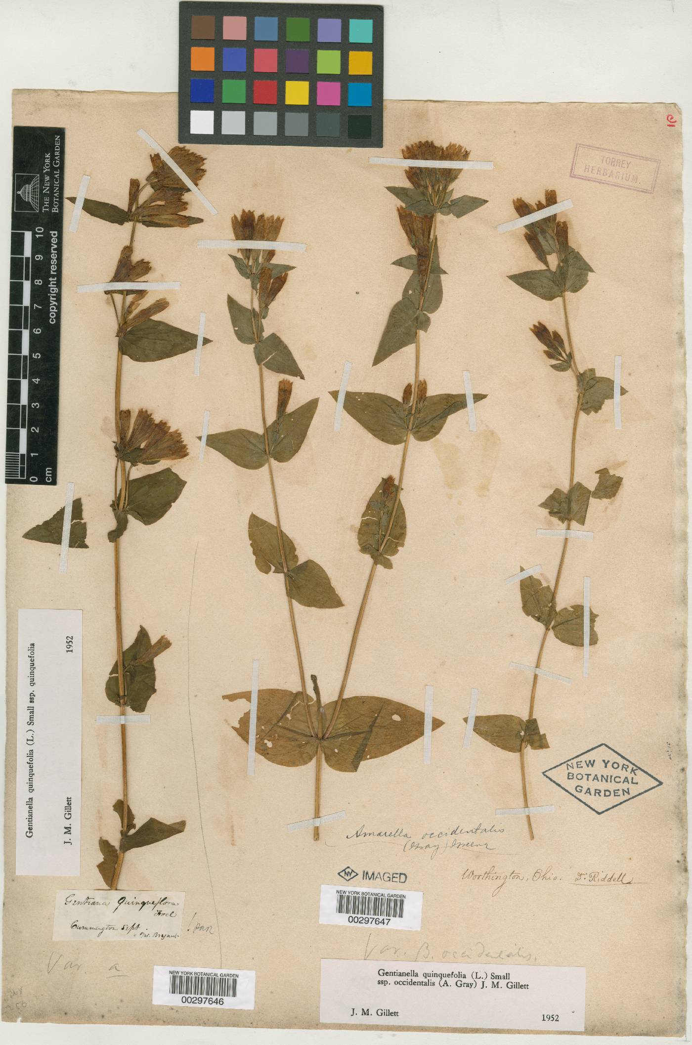 Gentiana quinqueflora var. occidentalis image