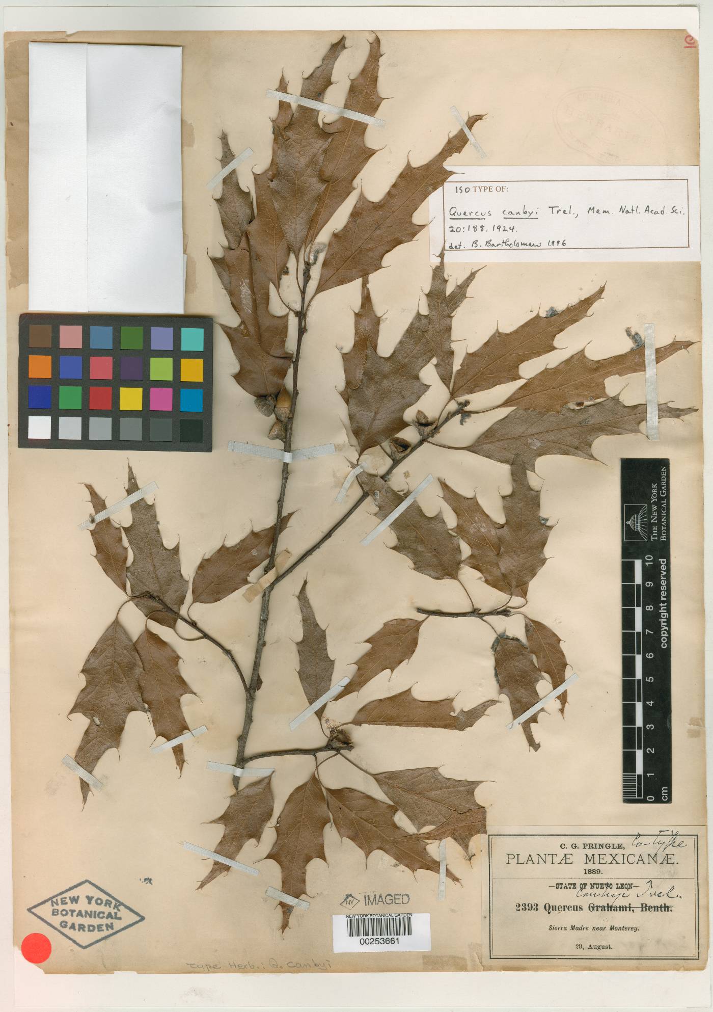 Quercus canbyi image