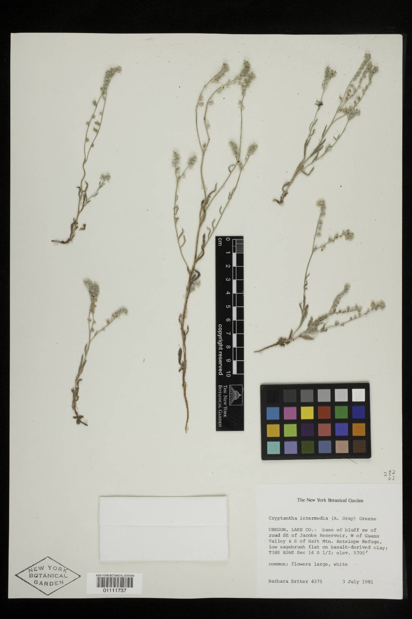 Cryptantha intermedia image