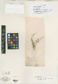 Atriplex greggii image