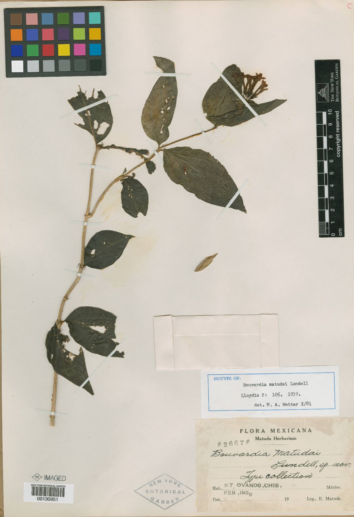 Bouvardia dictyoneura image