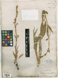 Silene pectinata image